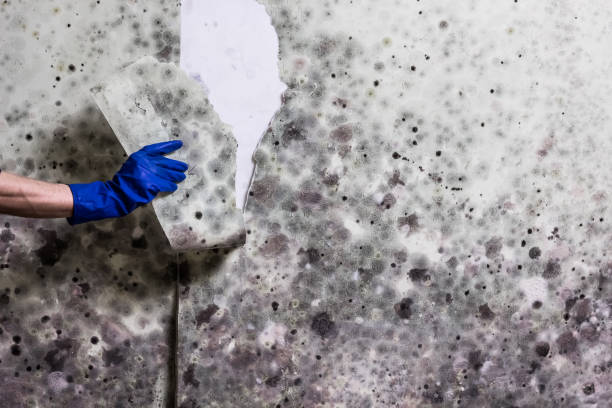 Trusted Lititz, PA Mold Remediation Experts